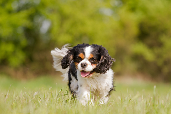 Dog running in grass